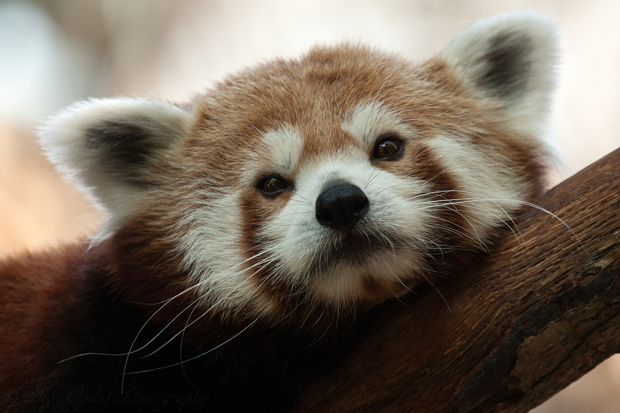 Canon EF 100-400mm F4.5-5.6L IS USM sample photo. Red panda photography