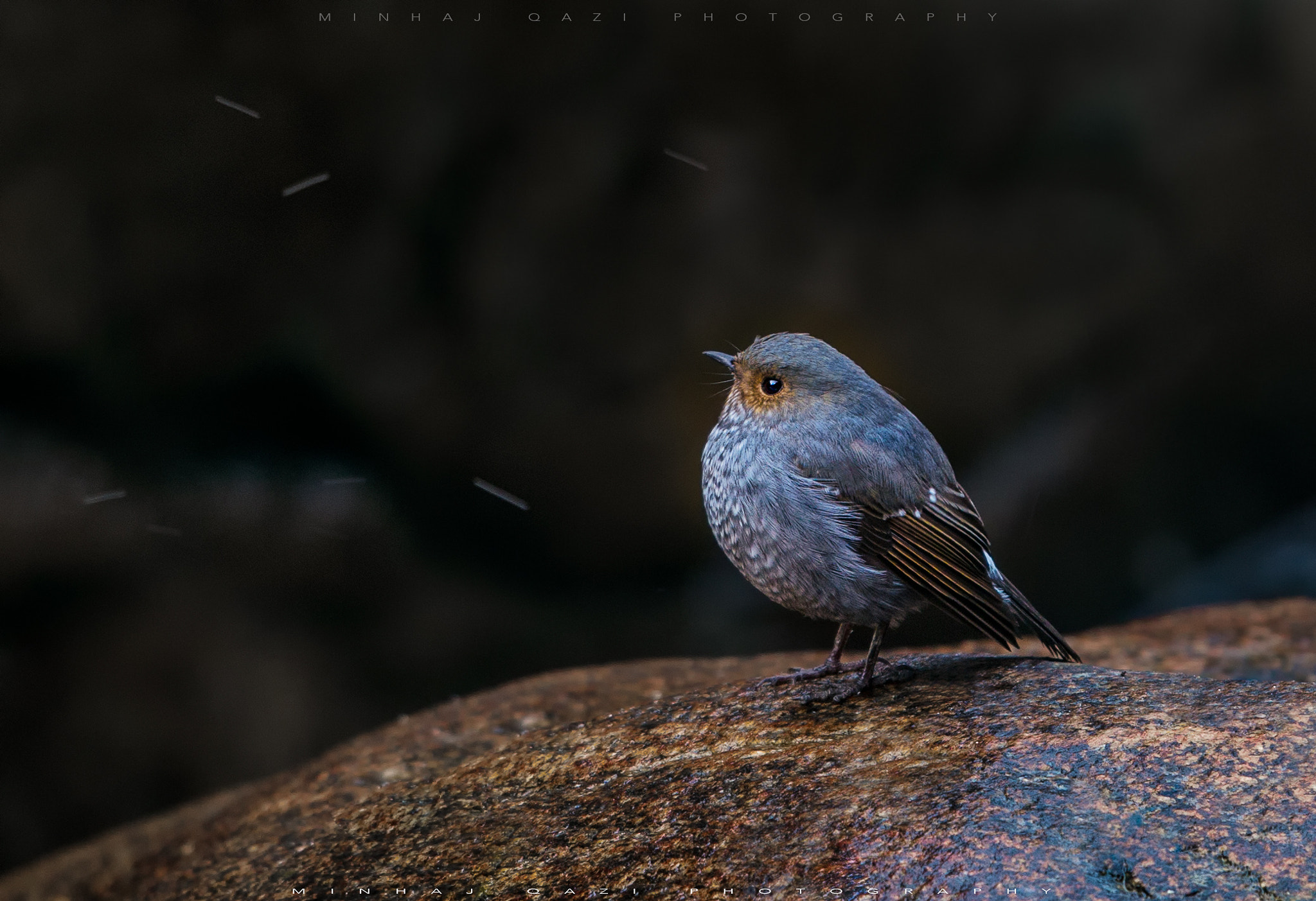Canon EOS 70D + Canon EF 500mm F4L IS II USM sample photo. Plumbeous water redstart photography