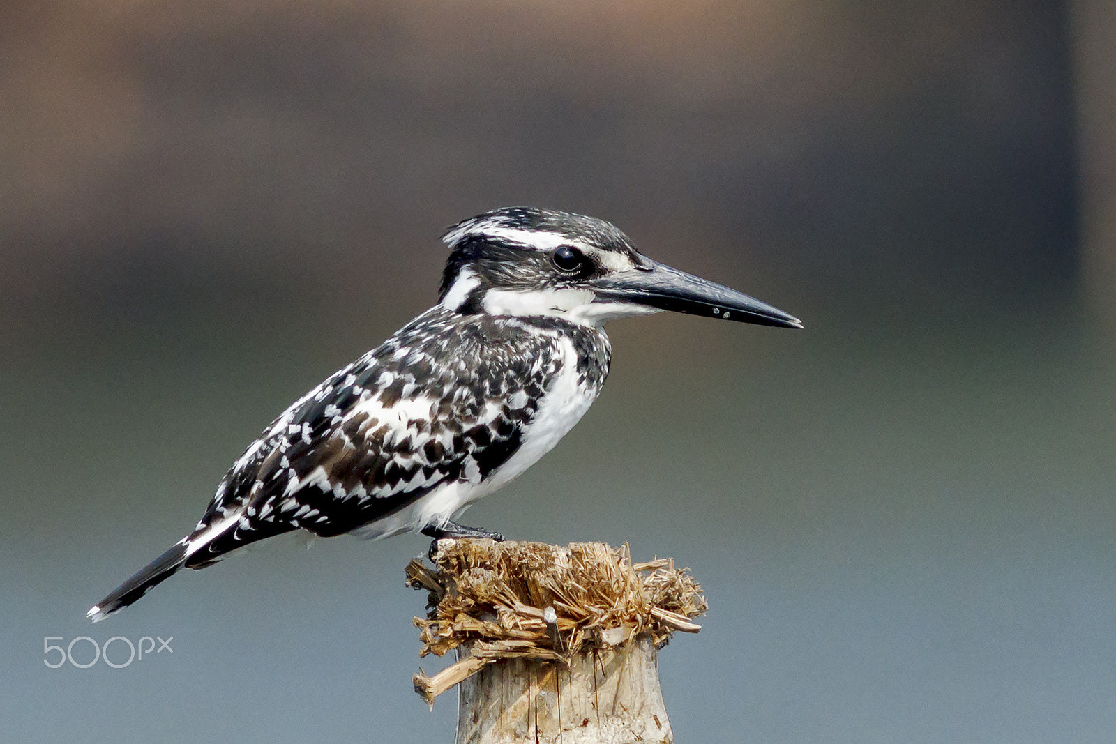 Canon EOS 60D + Canon EF 400mm F5.6L USM sample photo. Pied kingfisher photography