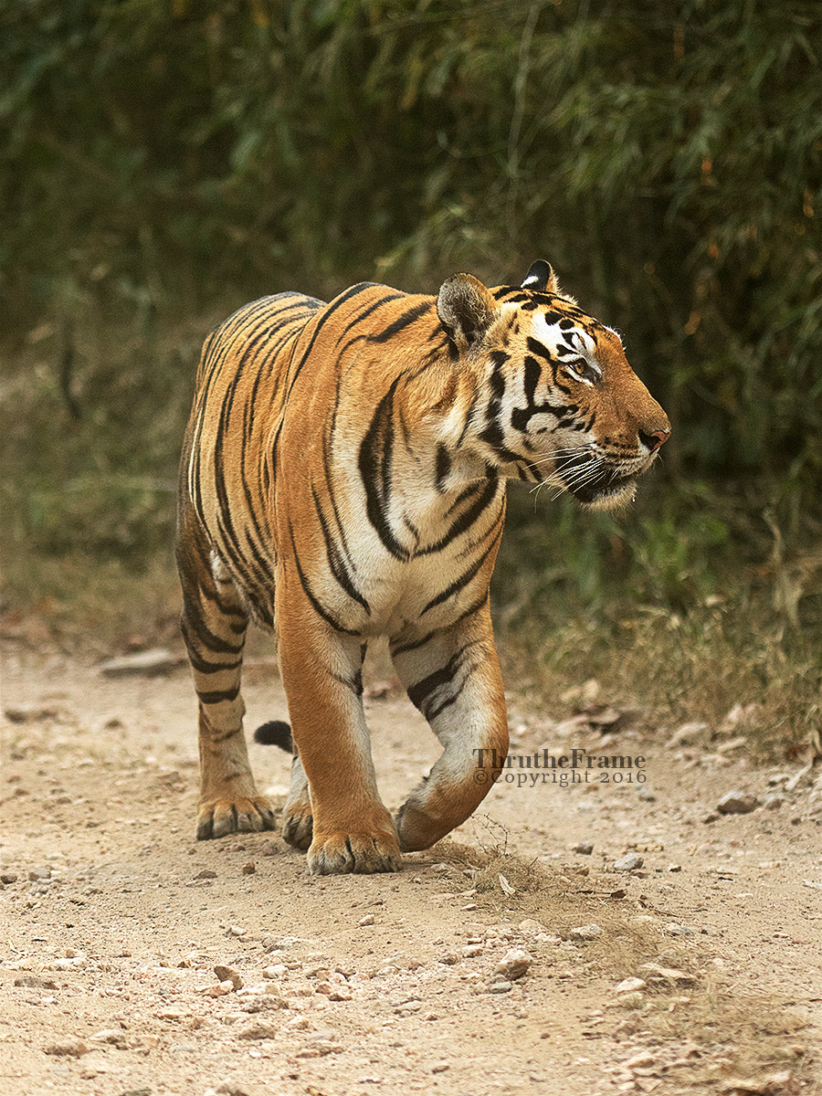Canon EF 70-200mm F2.8L USM sample photo. Portrait of a male tiger - chota munna photography