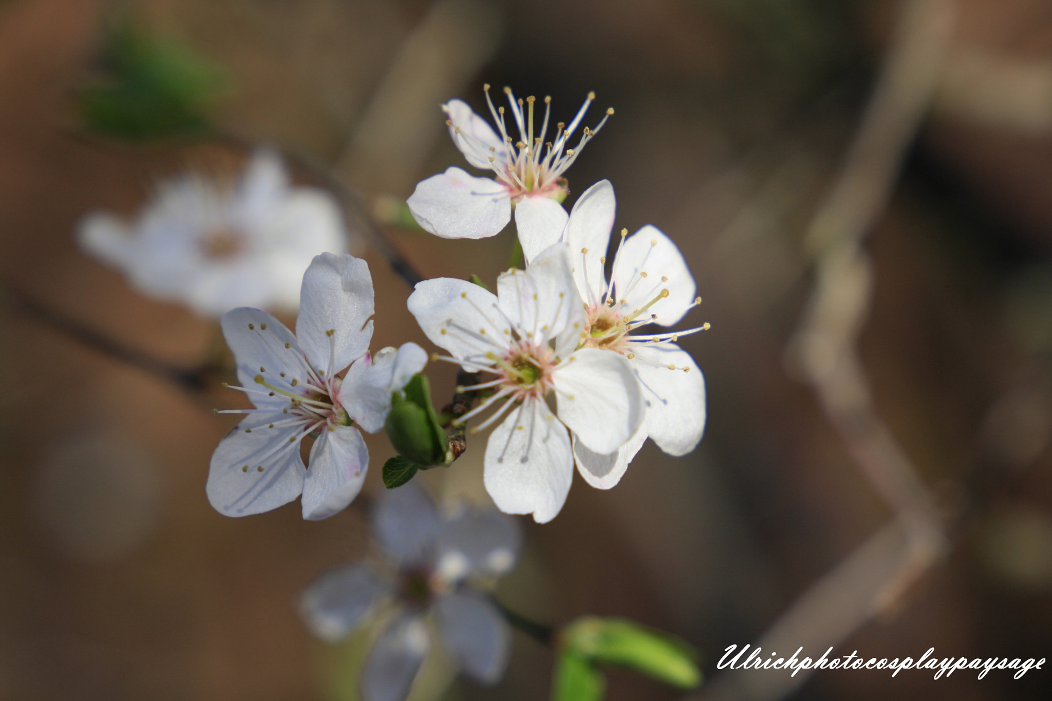 Canon EF 24-105mm F3.5-5.6 IS STM sample photo. Petite fleur photography