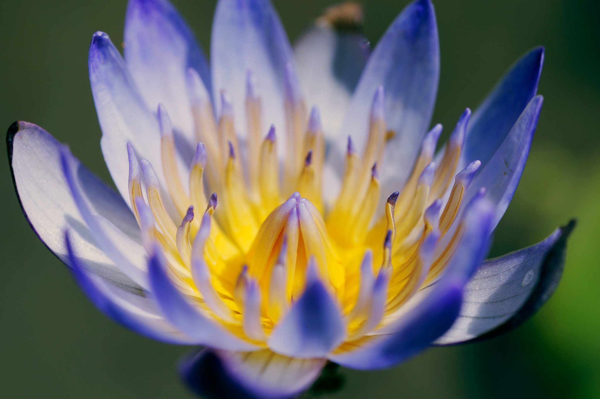 Sony Alpha NEX-6 + Sony FE 90mm F2.8 Macro G OSS sample photo. Waterlily photography