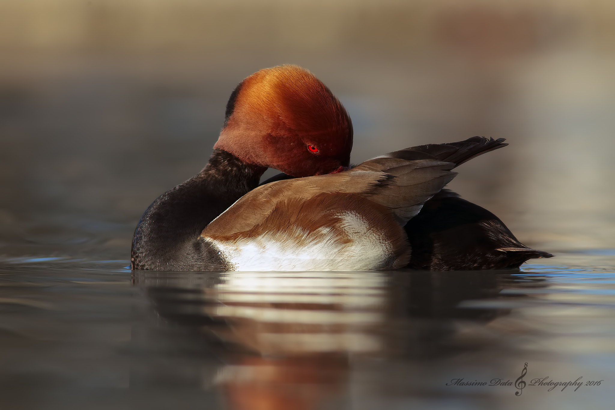 Canon EF 400mm F5.6L USM sample photo. Fistione turco photography