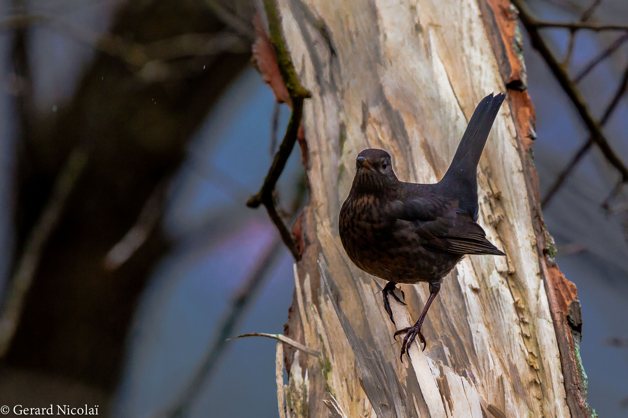 Canon EF 300mm F2.8L IS USM sample photo. Common blackbird on a splintered tree photography