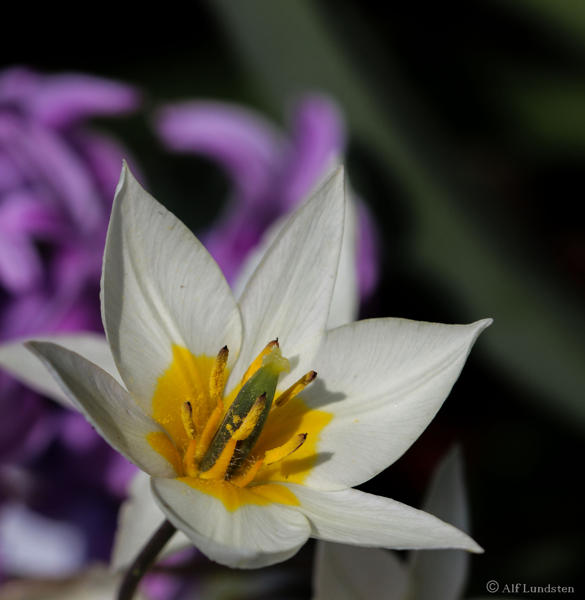 Canon EF 100mm F2.8 Macro USM sample photo. Colorcollection photography