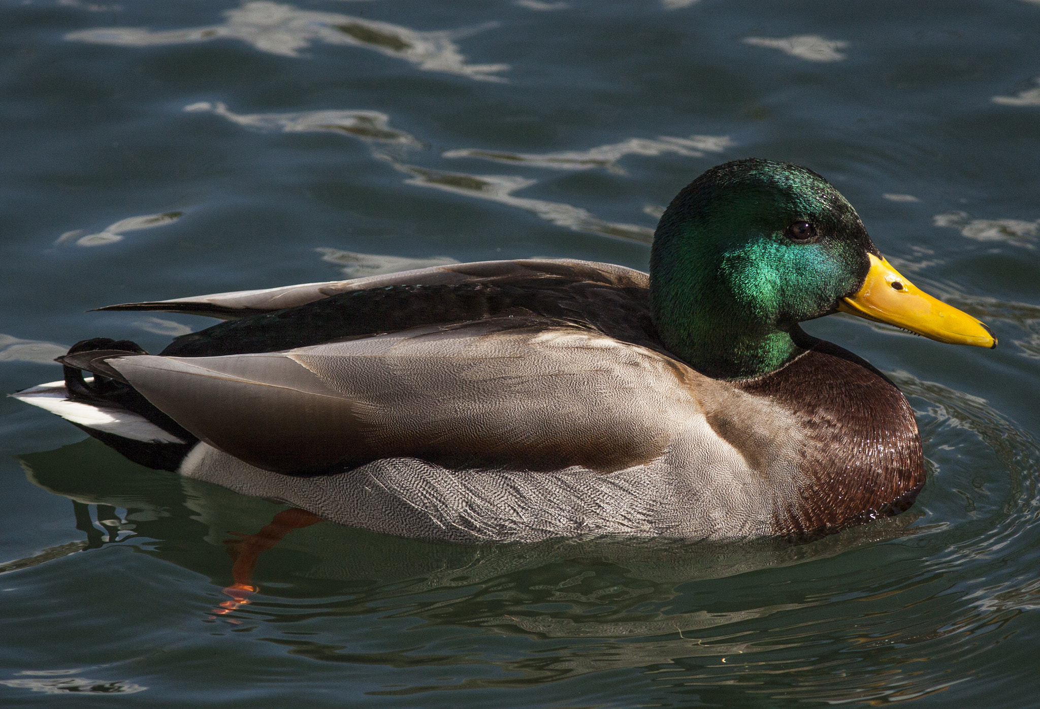 Canon EOS 50D + Canon EF 300mm F4L IS USM sample photo. Mallard male at the fish hatchery photography