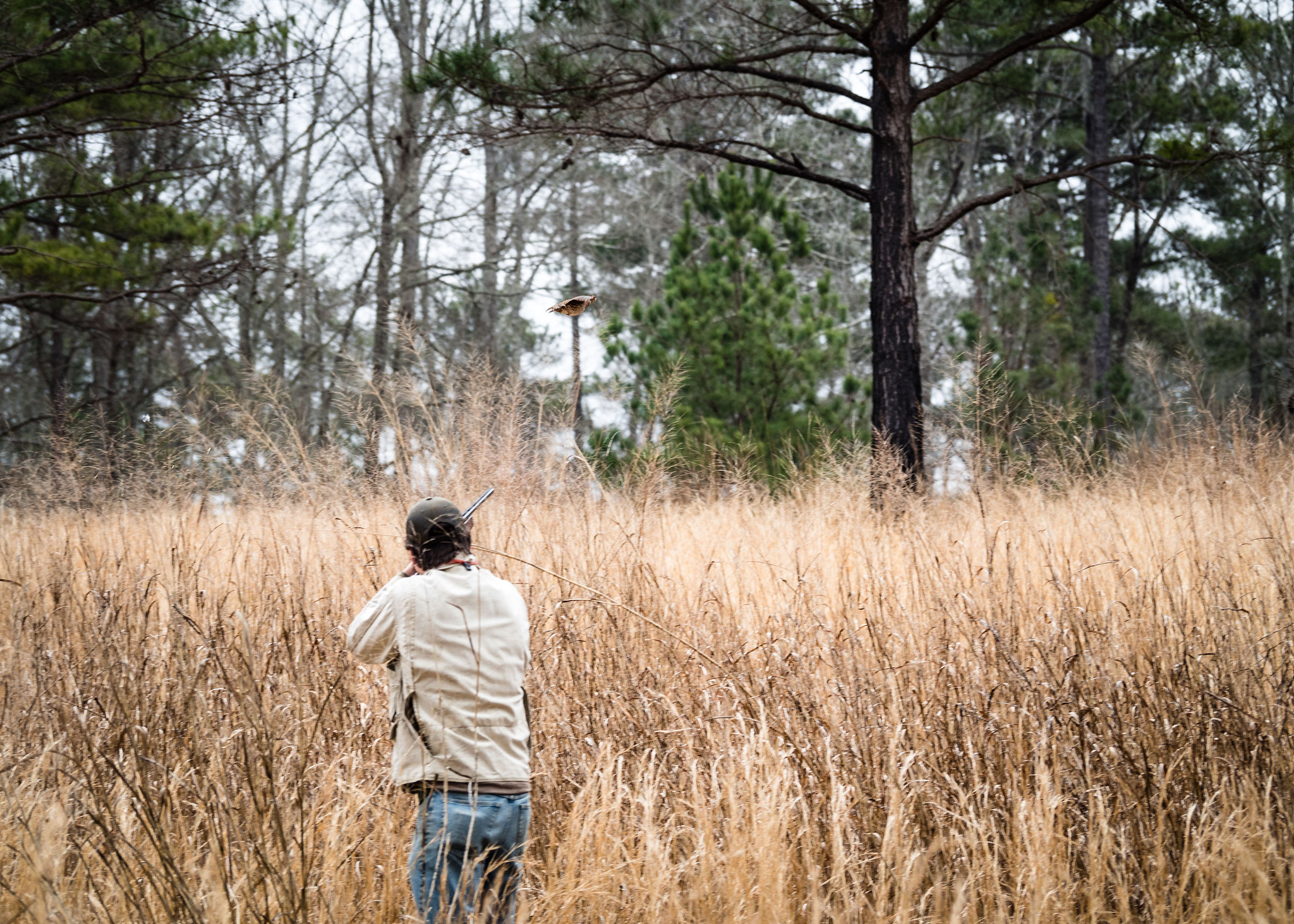 Olympus OM-D E-M5 + Panasonic Lumix G Vario 100-300mm F4-5.6 OIS sample photo. Quail hunt photography