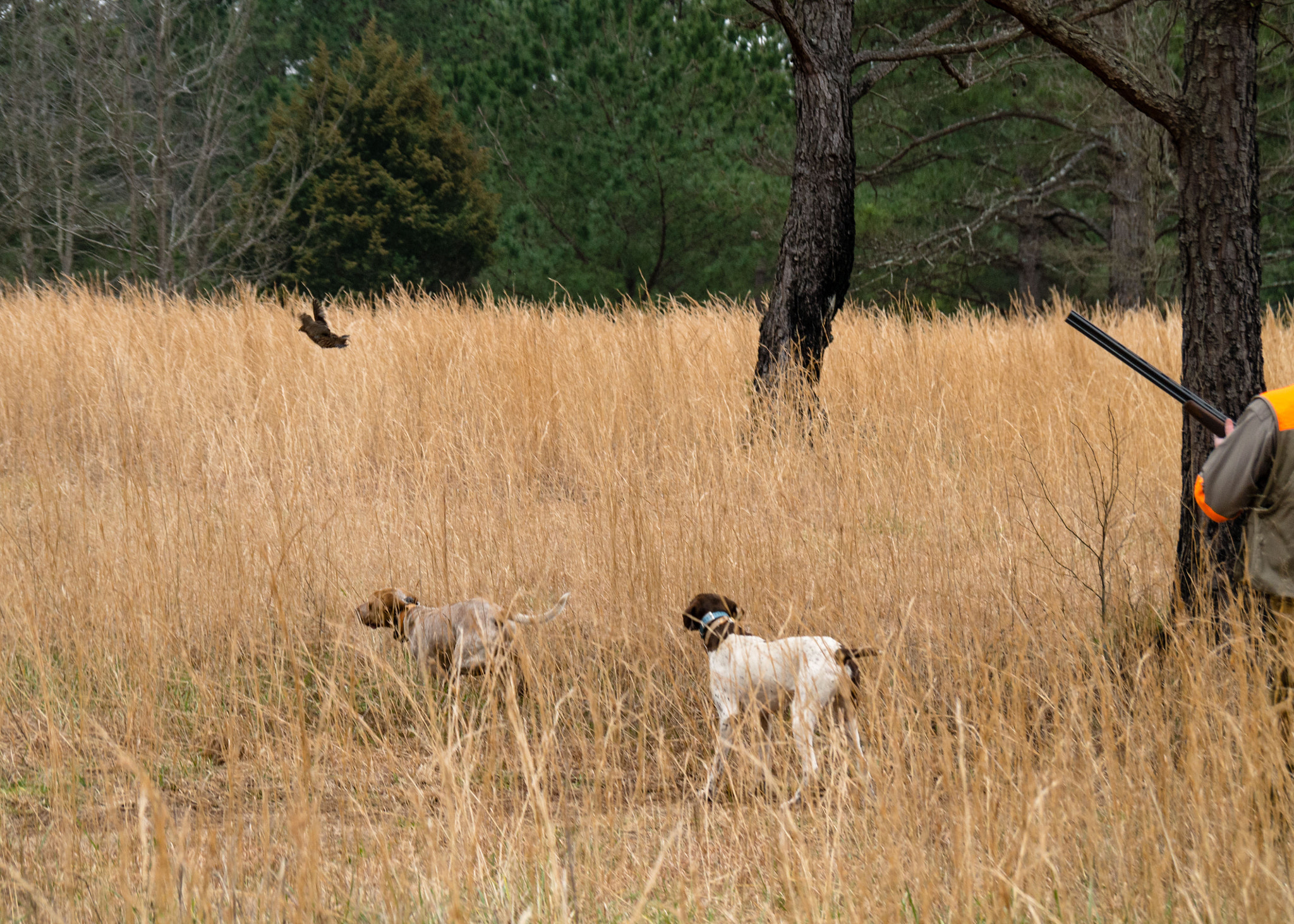Olympus OM-D E-M5 sample photo. Quail hunt photography