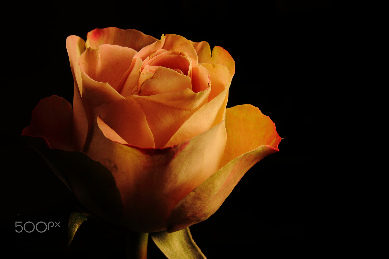 Canon EF 28-70mm f/3.5-4.5 sample photo. Rose photography