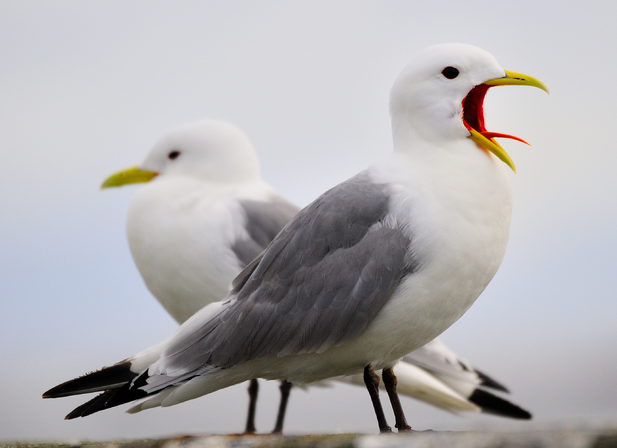 Sigma 120-400mm F4.5-5.6 DG OS HSM sample photo. Kittiwakes photography