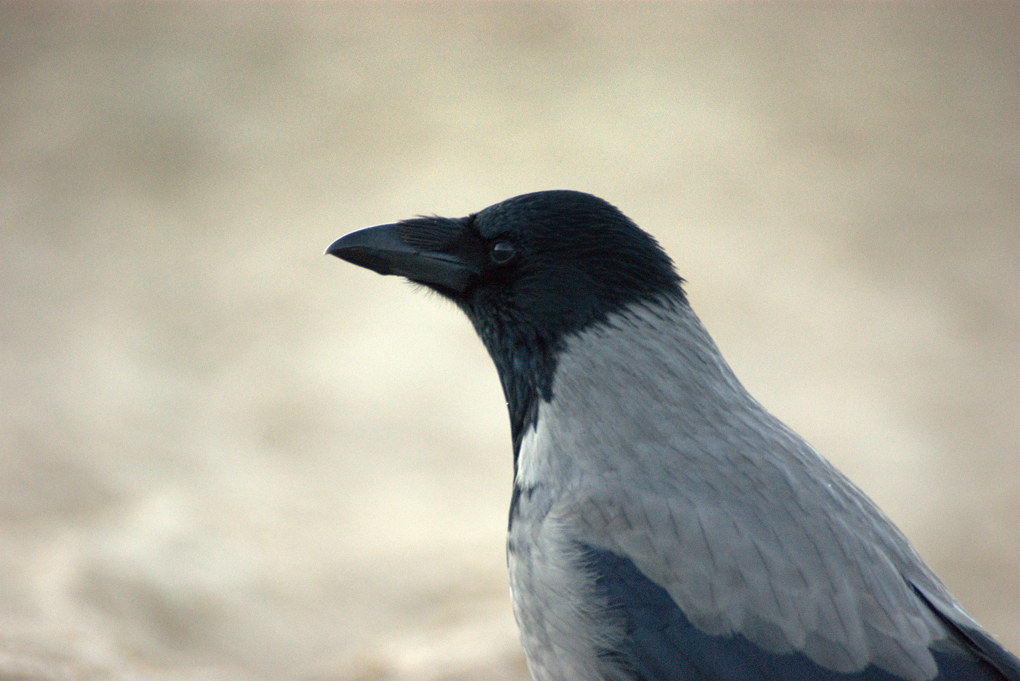 Sony Alpha DSLR-A390 sample photo. Villain photography