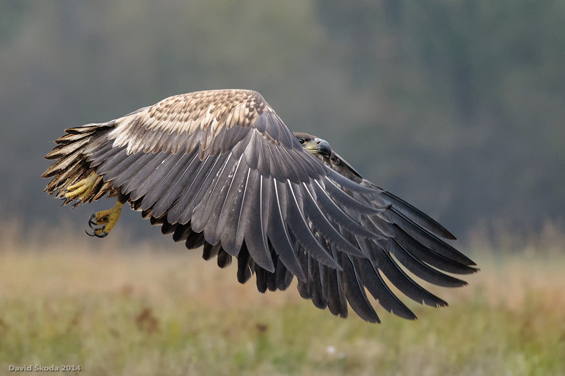 Nikon D300 + Nikon AF-S Nikkor 300mm F4D ED-IF sample photo. Eagle photography