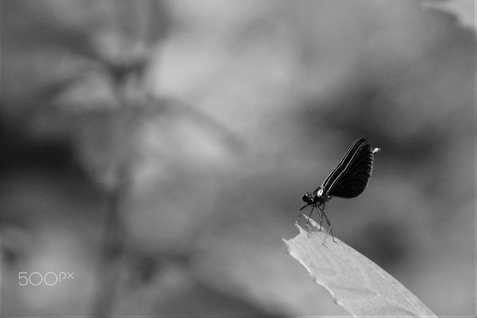 Tamron SP 70-200mm F2.8 Di VC USD sample photo. Dragonfly photography