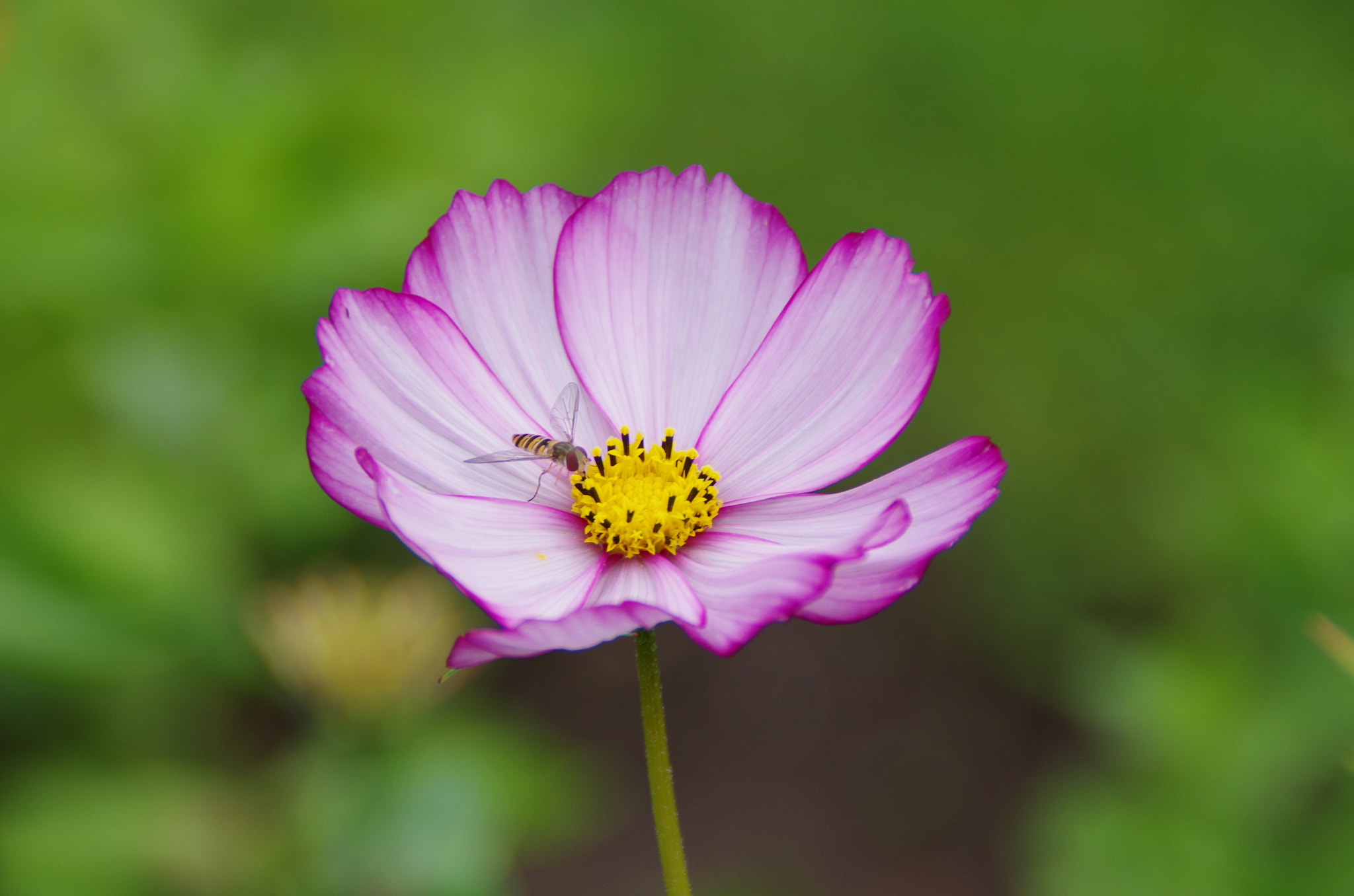 Tamron AF 18-200mm F3.5-6.3 XR Di II LD Aspherical (IF) Macro sample photo. Some flower photography