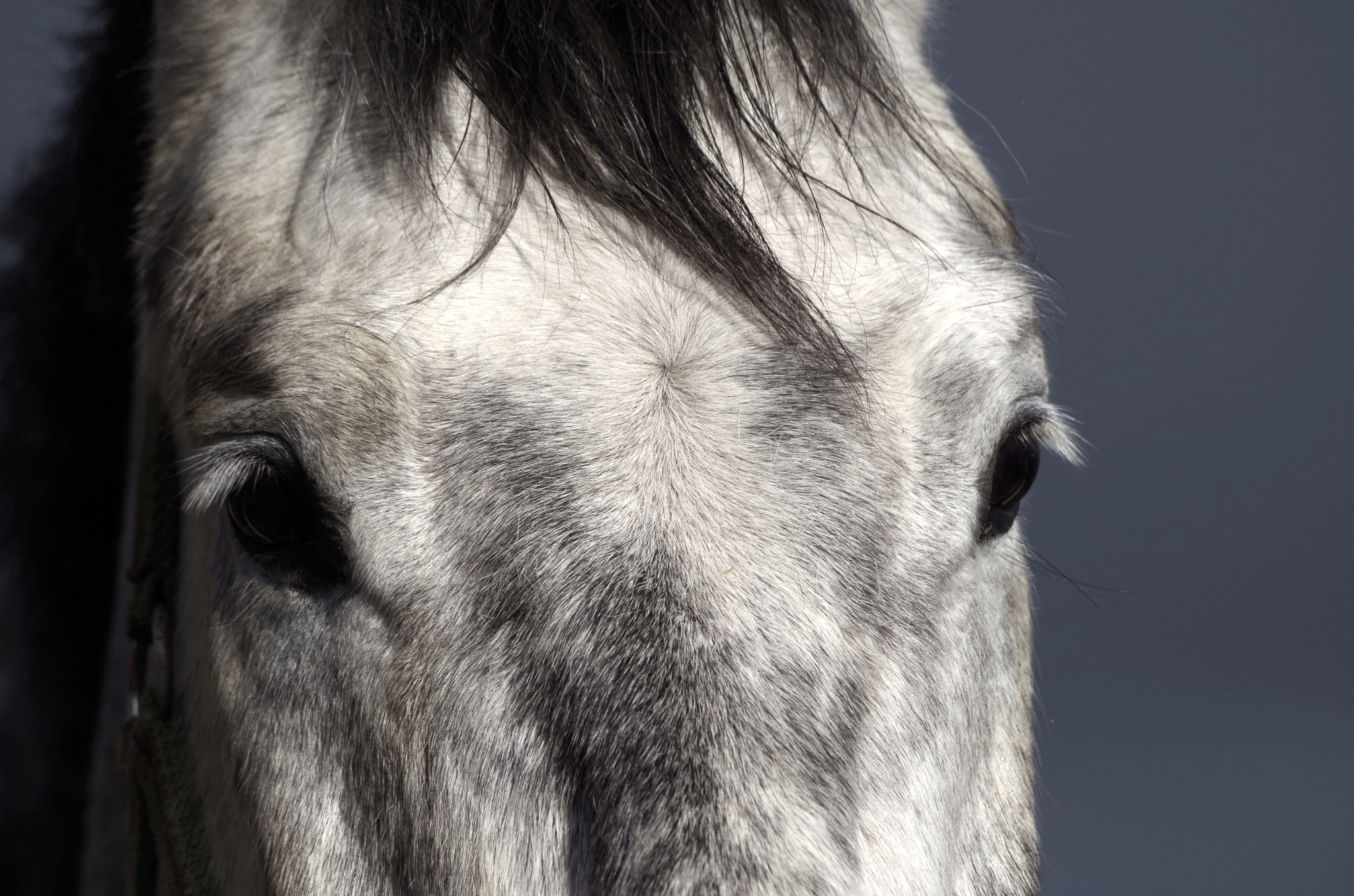 smc PENTAX-DA L 55-300mm F4-5.8 ED sample photo. Eyes of the horse photography