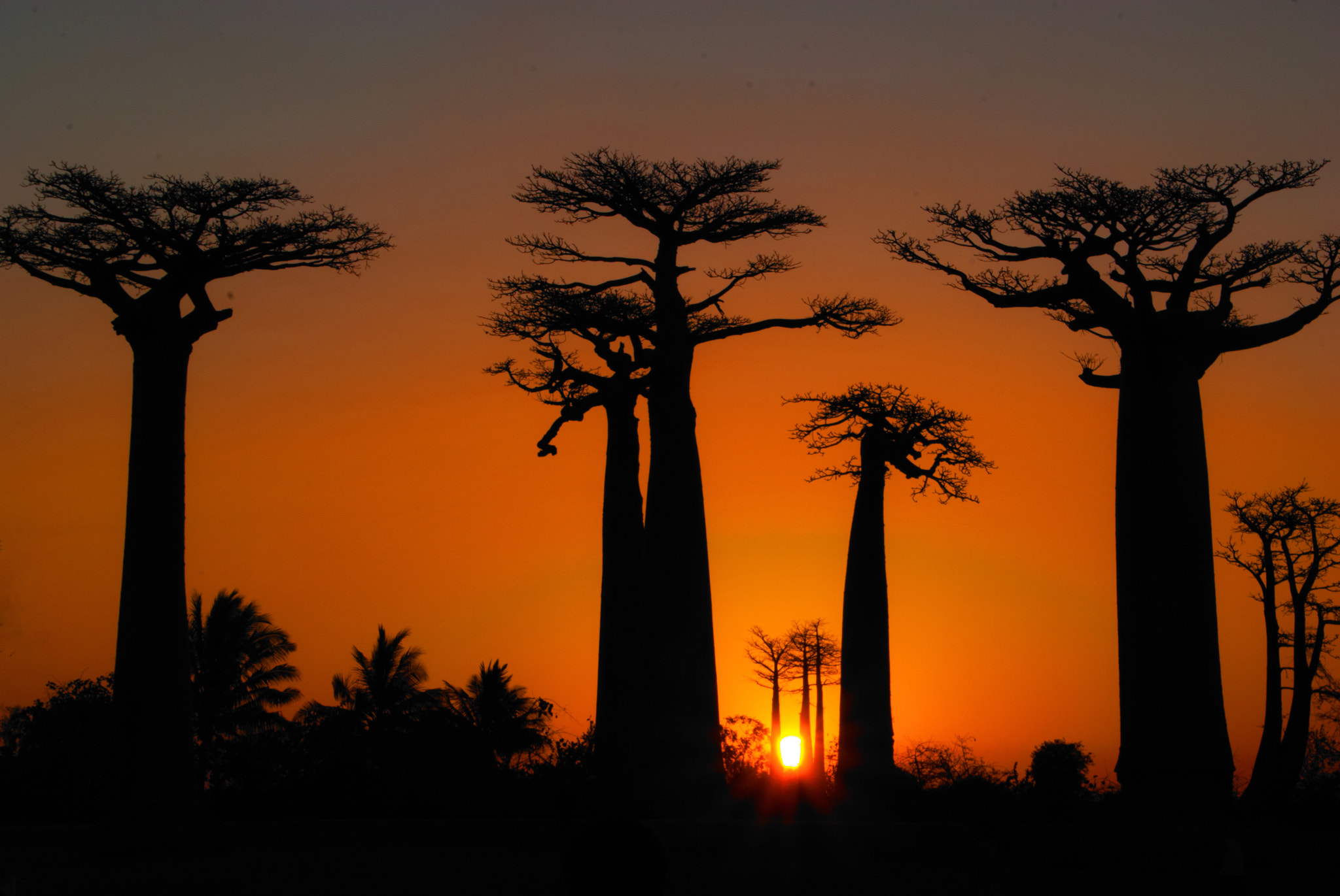Nikon D40X sample photo. Baobabs@sunset photography