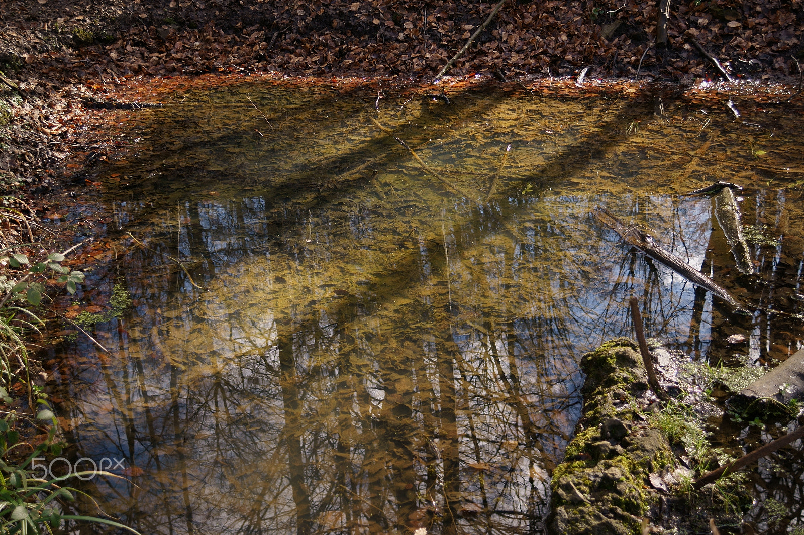 Sony SLT-A58 + Sony DT 30mm F2.8 Macro SAM sample photo. Enjoy reflections photography