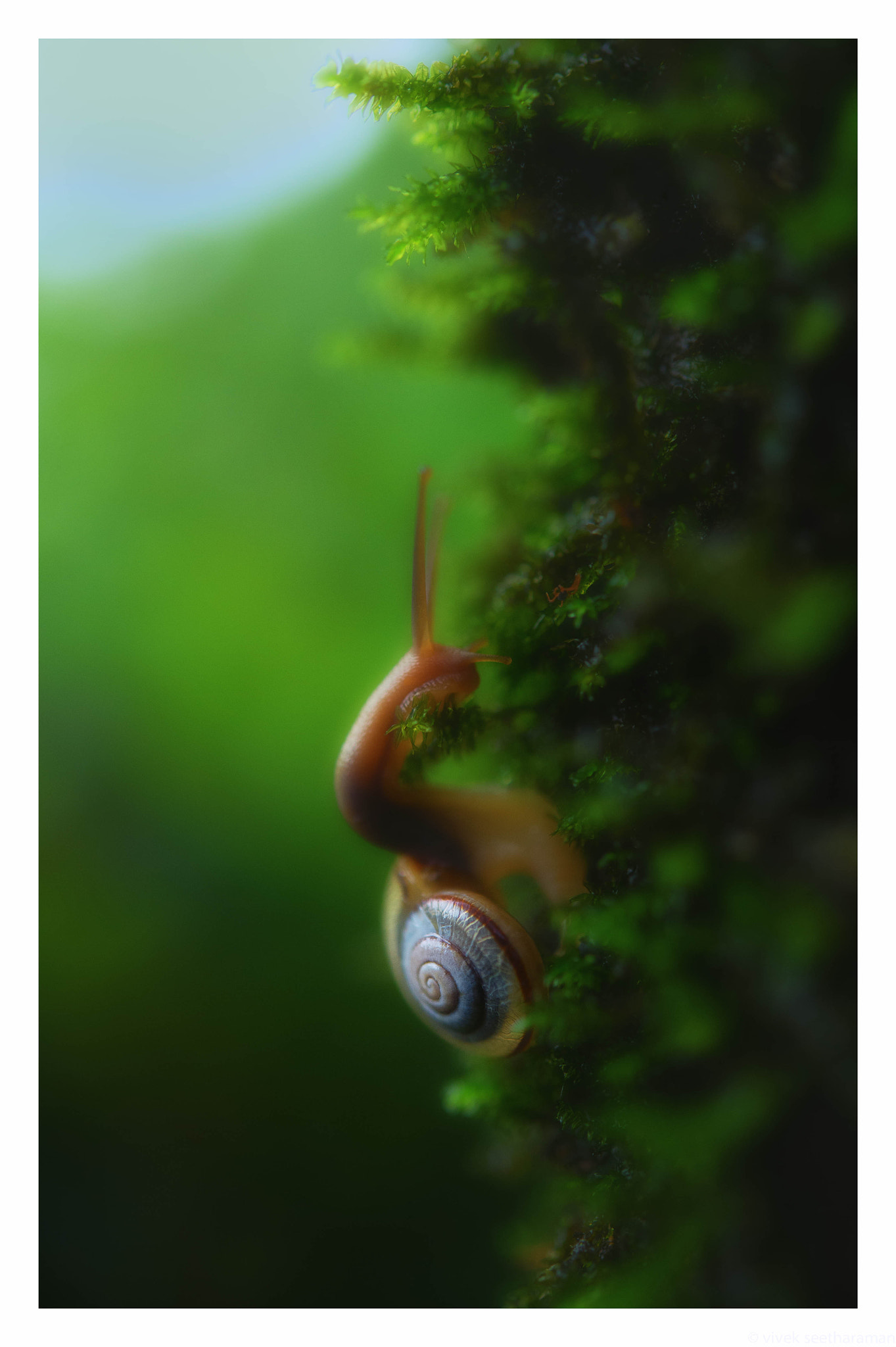 Nikon AF-S Micro-Nikkor 60mm F2.8G ED sample photo. Sound of a wild snail eating photography