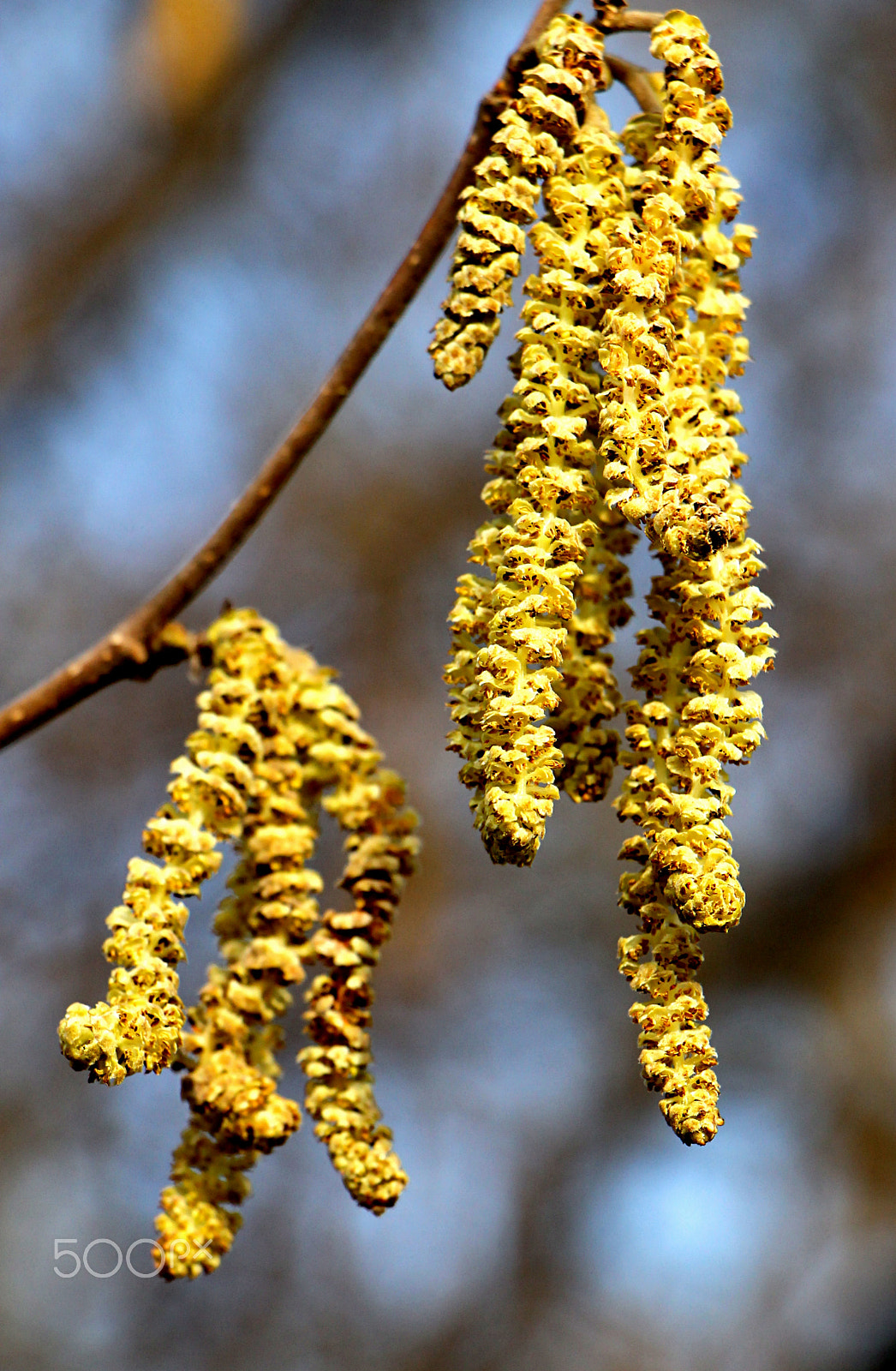 Canon EF-S 18-135mm F3.5-5.6 IS STM sample photo. Hazel bloom photography