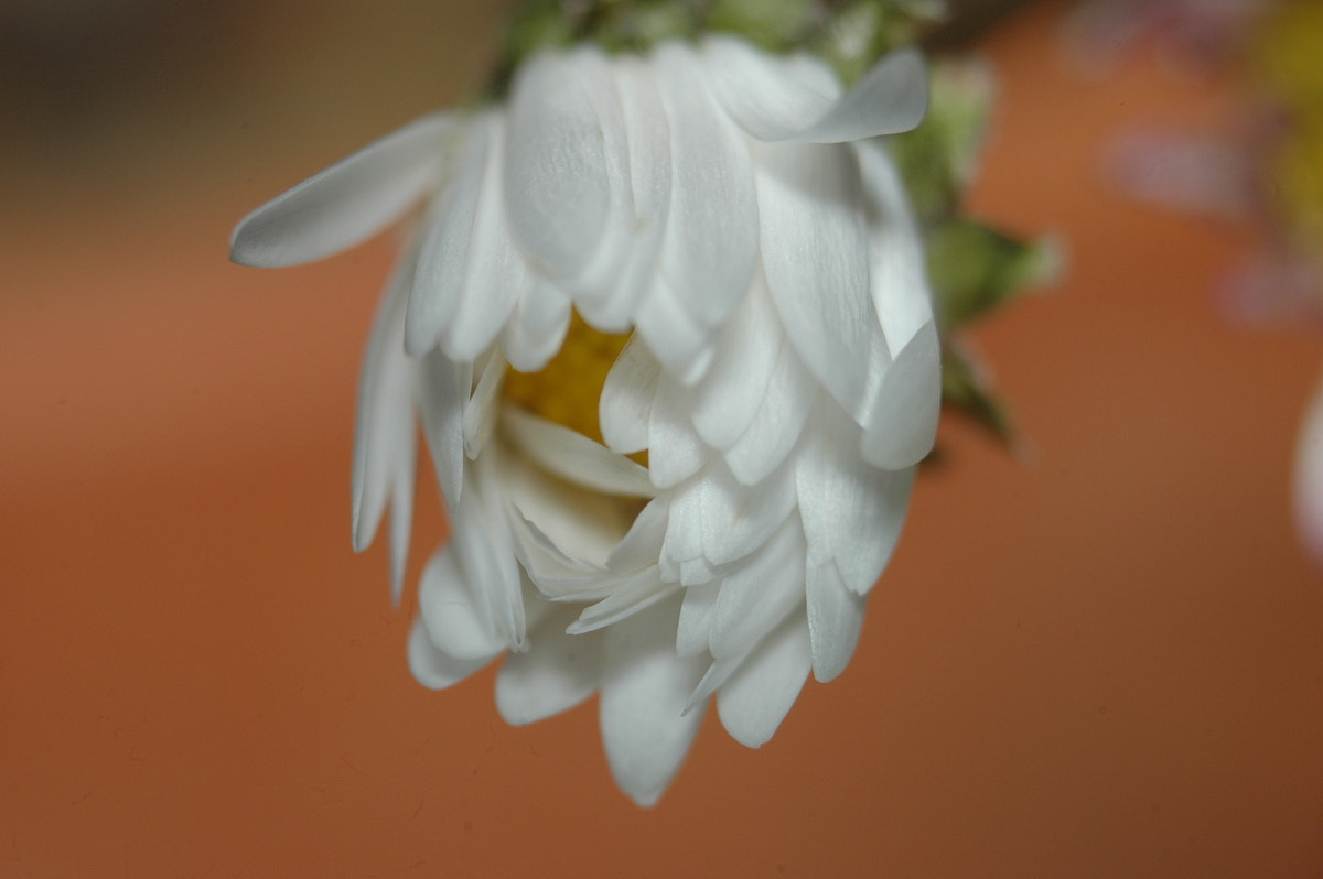 AF Zoom-Nikkor 35-70mm f/3.3-4.5 N sample photo. # photography