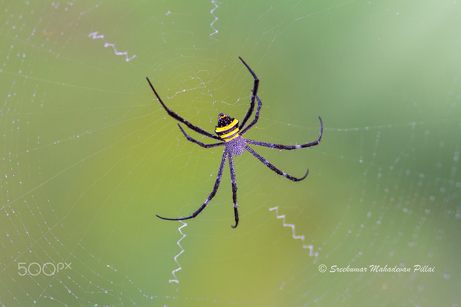 Canon EF 300mm F4L IS USM sample photo. Web master photography