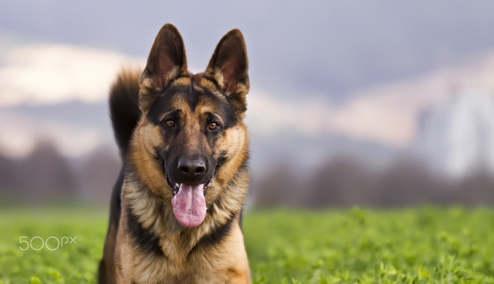 Sigma 50-500mm f/4-6.3 APO HSM EX sample photo. Human best friend photography