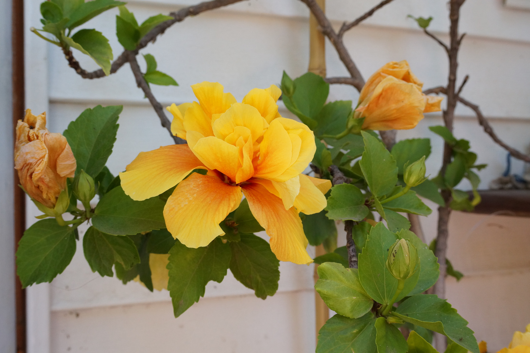 Sony E 18-50mm F4-5.6 sample photo. Yellow and green photography