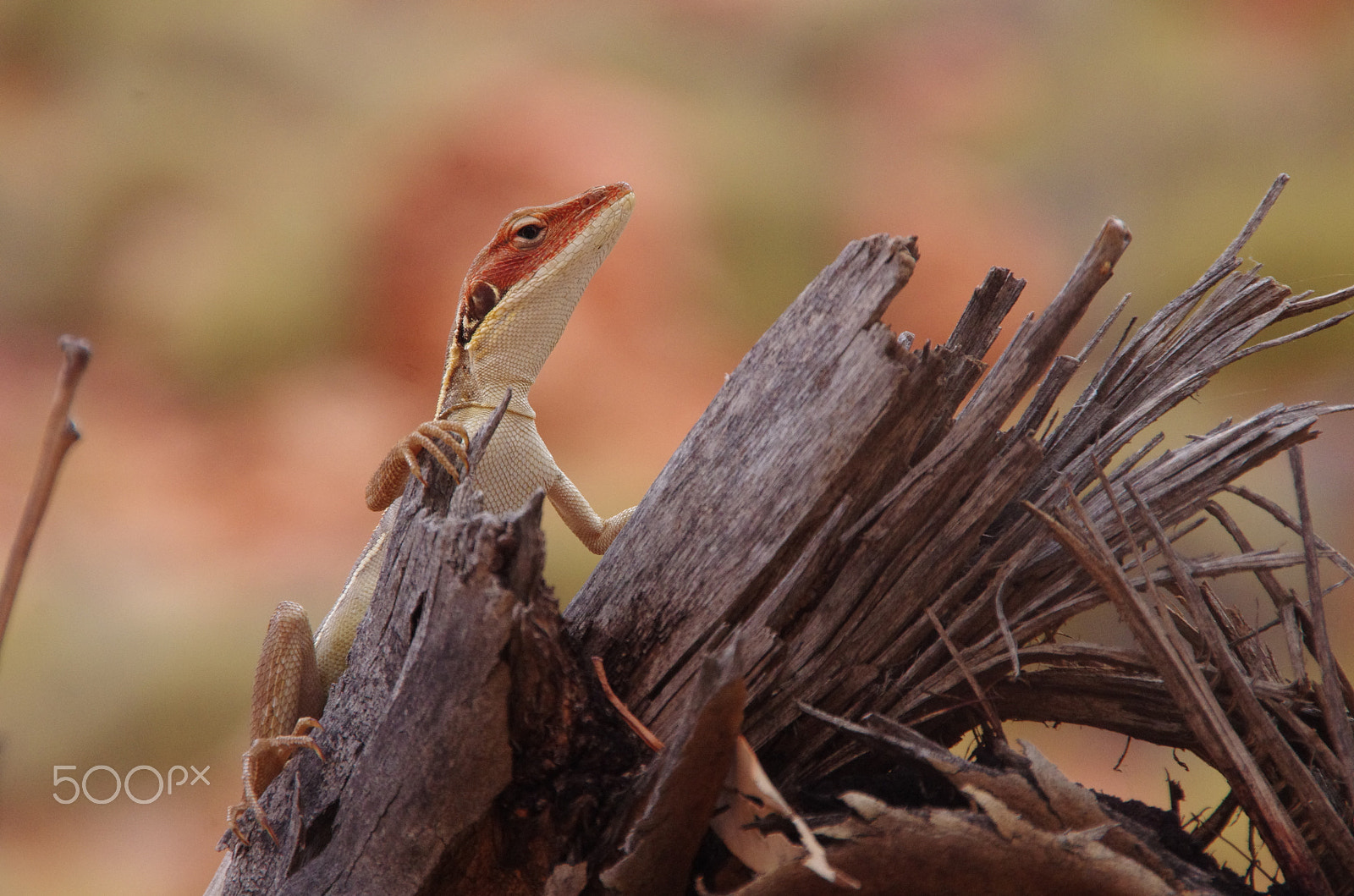 Sigma 18-250mm F3.5-6.3 DC OS HSM sample photo. Long-nosed water dragon photography
