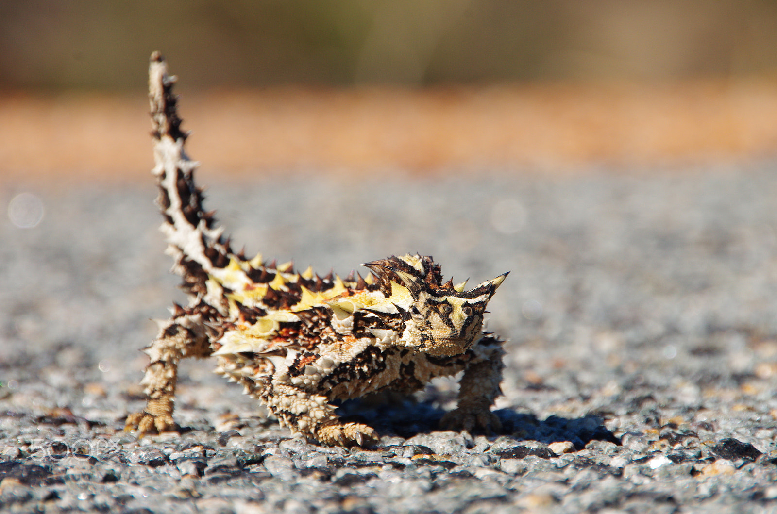 Sigma 18-250mm F3.5-6.3 DC OS HSM sample photo. Thorny devil photography