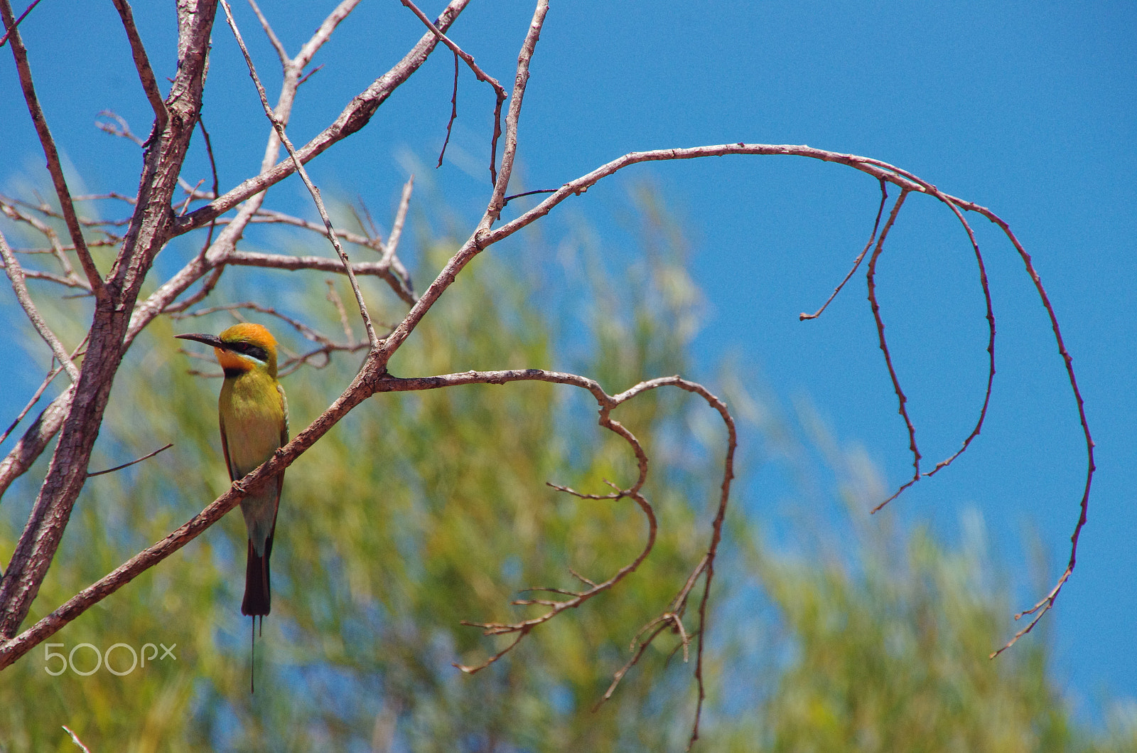 Sigma 18-250mm F3.5-6.3 DC OS HSM sample photo. Rainbow bee-eater photography