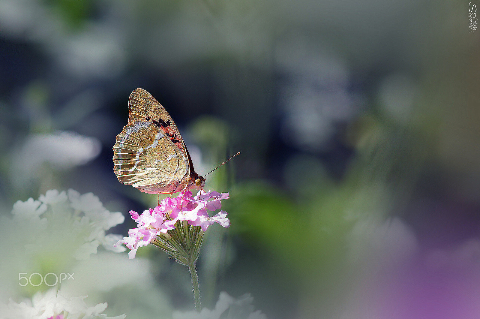 Sony SLT-A35 + Tamron SP AF 90mm F2.8 Di Macro sample photo. Butterfly dream photography