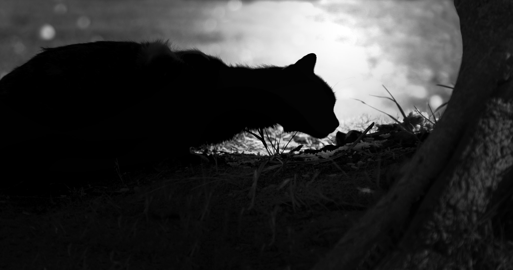 Fujifilm X-Pro1 + Fujifilm XF 18-135mm F3.5-5.6 R LM OIS WR sample photo. Alone! photography