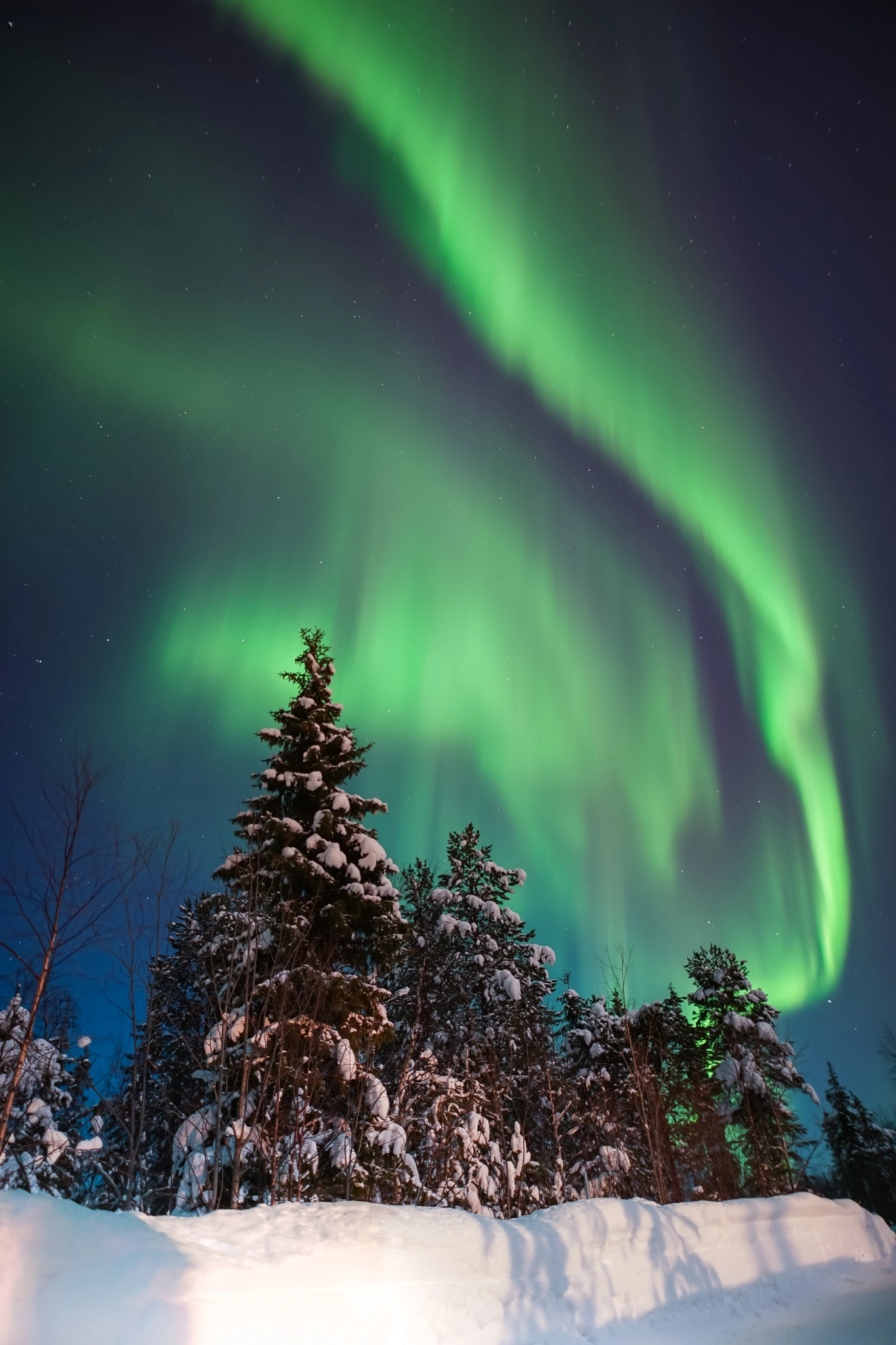 20mm F1.4 sample photo. Aurora borealis among the trees photography