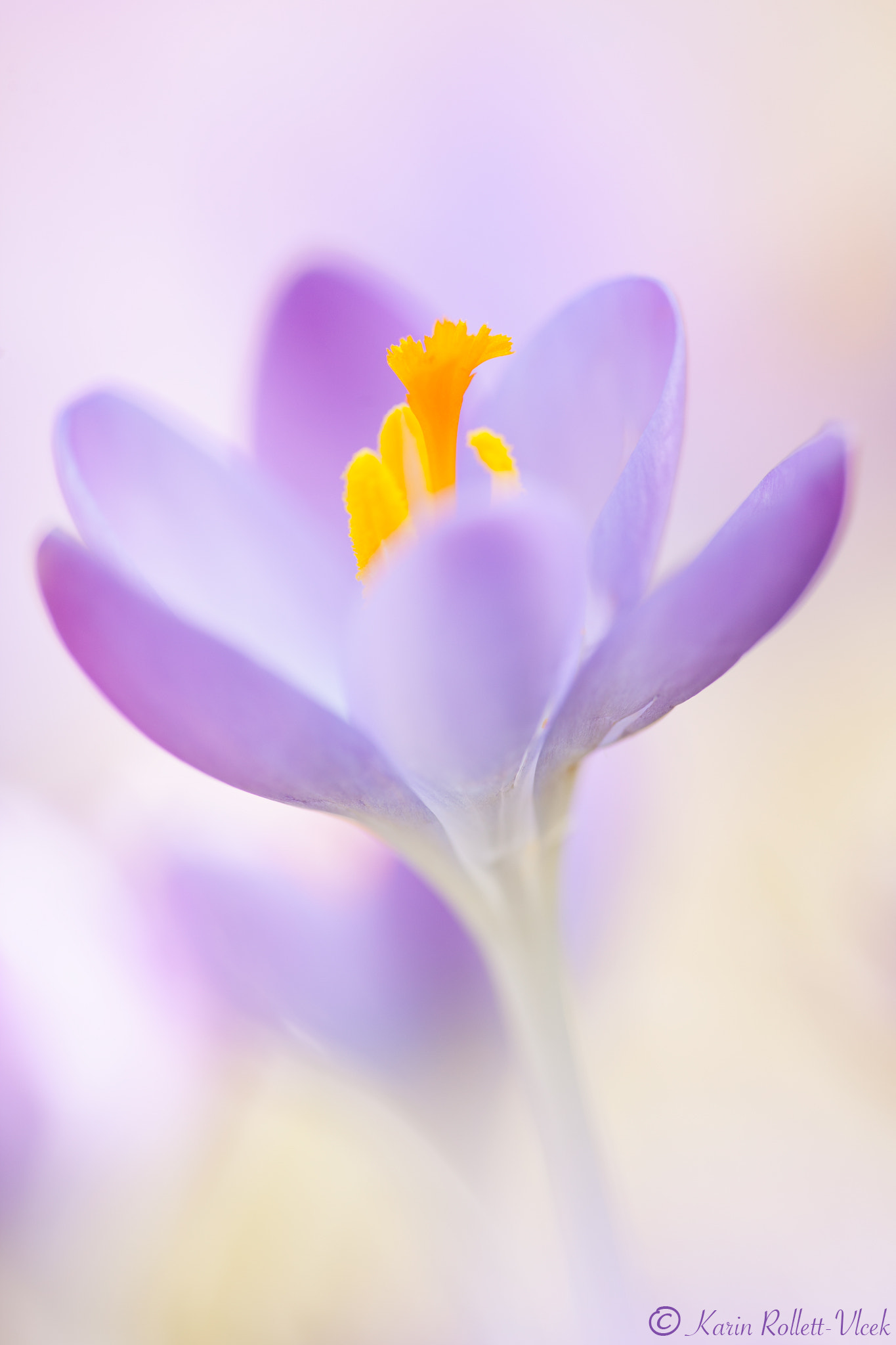 Sigma APO Macro 180mm F2.8 EX DG OS HSM sample photo. Solo photography