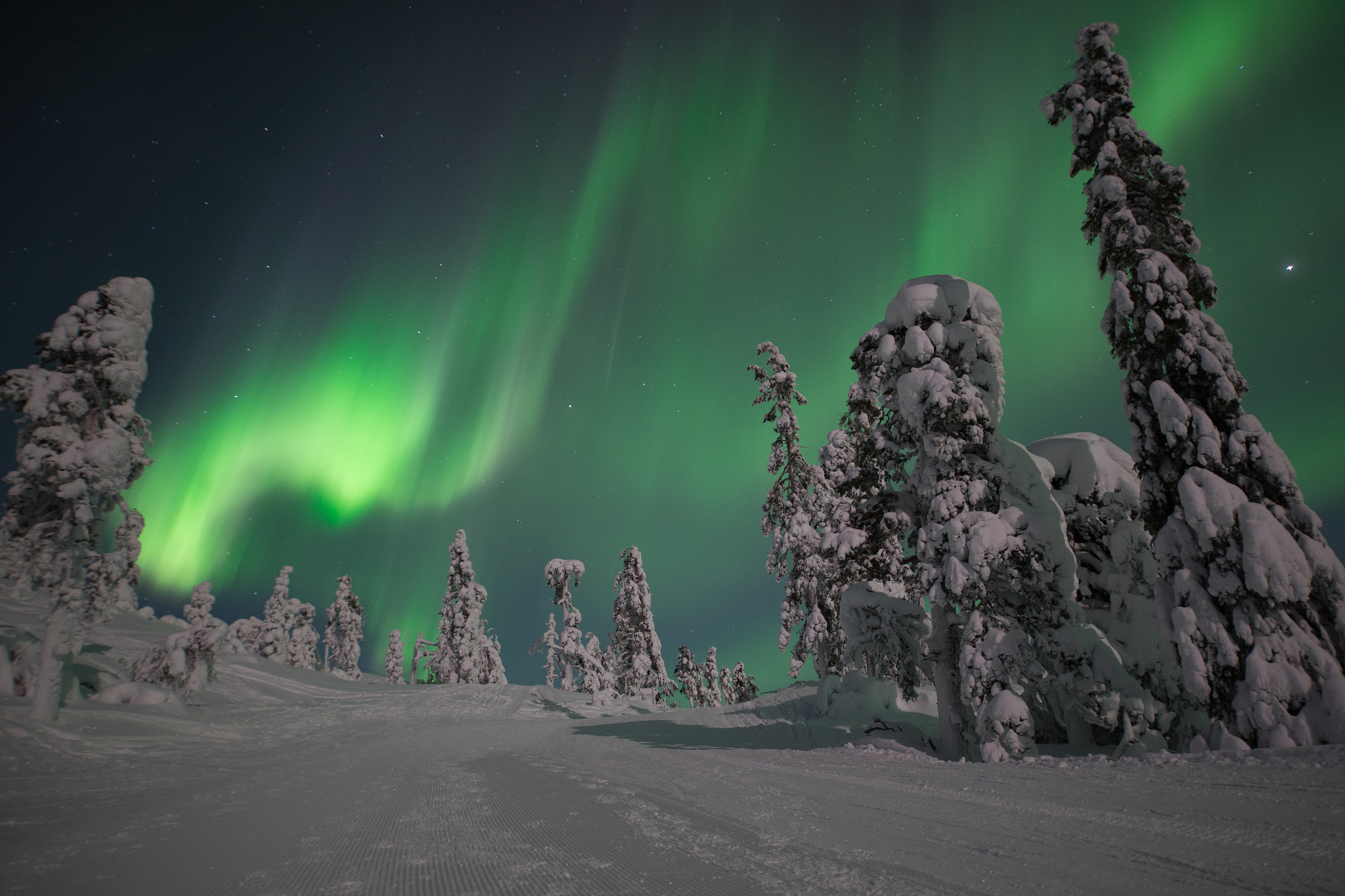 Sony a7 II + Sigma 20mm F1.4 DG HSM Art sample photo. Aurora borealis in the forest photography