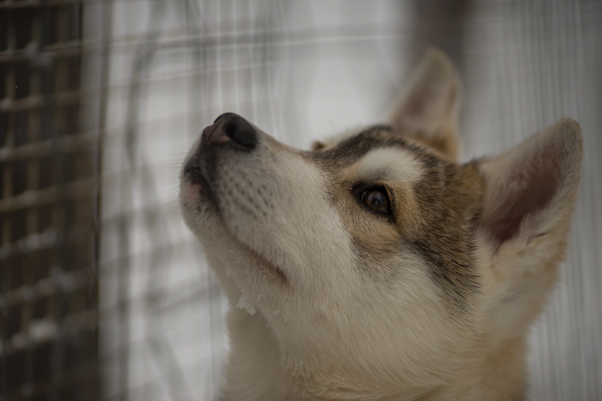 Sony a7 II + Canon EF 135mm F2L USM sample photo. Finnish dog photography