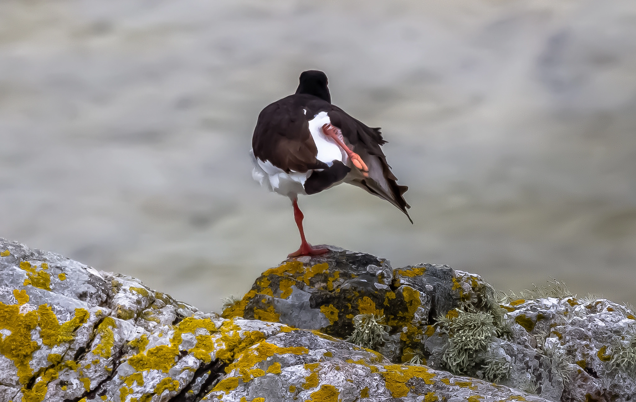 Canon EF 70-200mm F4L IS USM sample photo. "sumo bird" :-)) - lochinver, scotland photography