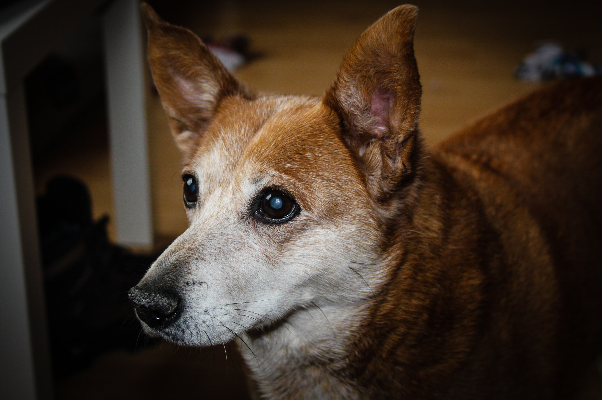Canon EF-S 18-55mm F3.5-5.6 sample photo. Kyra photography