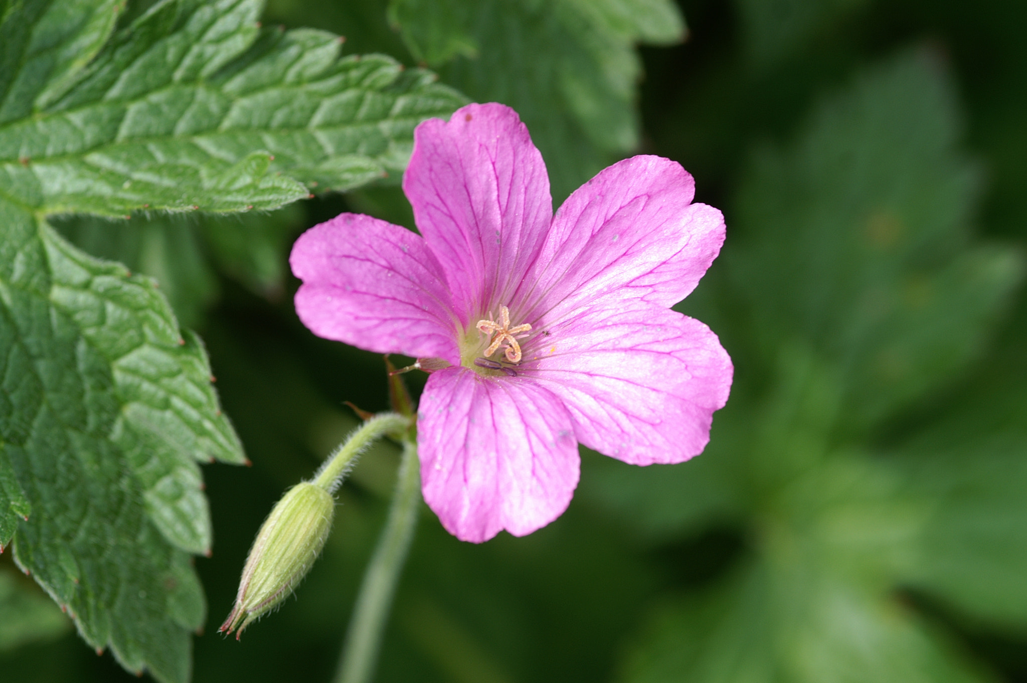 KONICA MINOLTA DYNAX 7D + Sigma AF 105mm F2.8 EX [DG] Macro sample photo. Perennial geranium flower photography