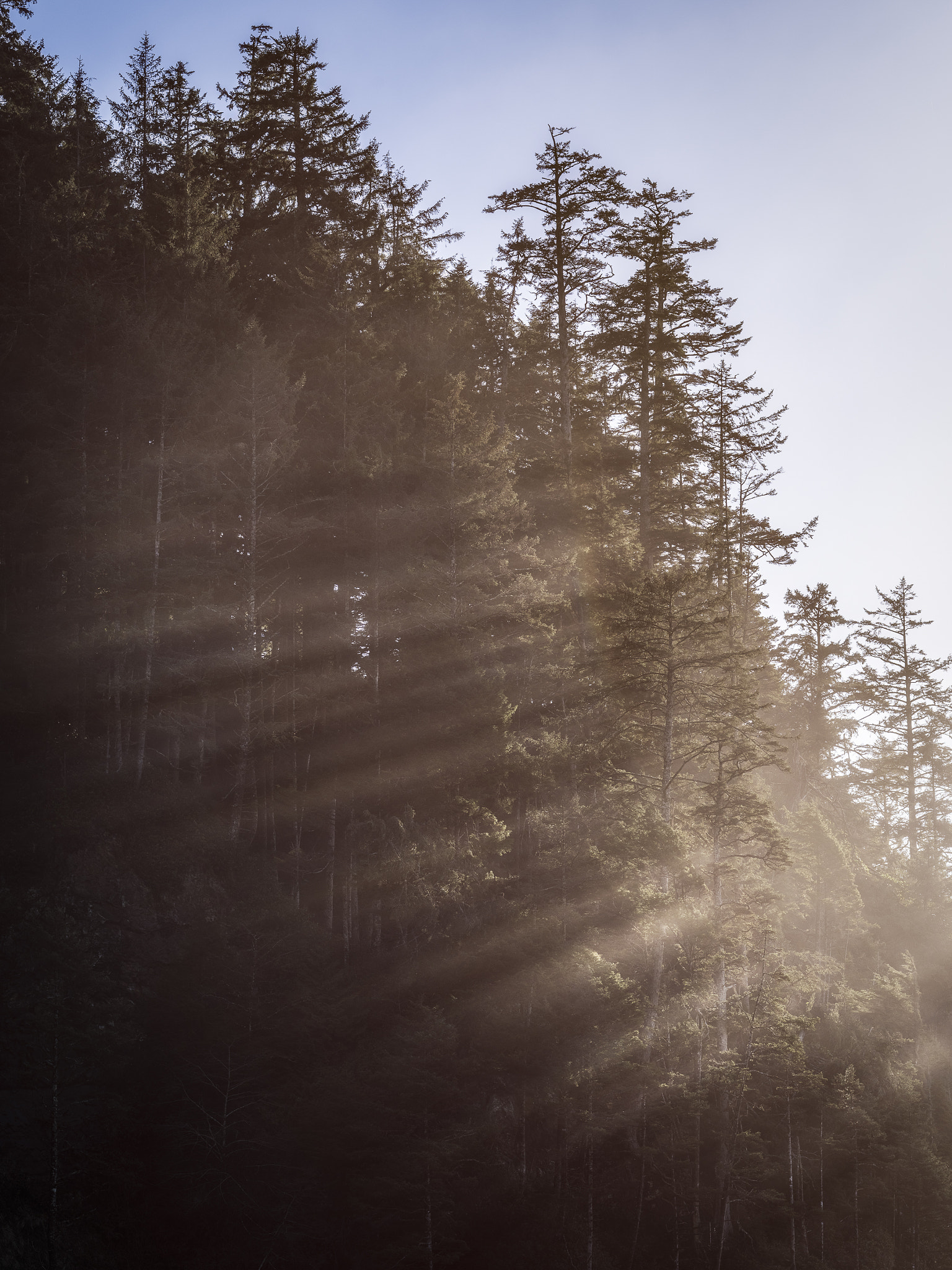 smc PENTAX-FA 645 150mm F2.8 [IF] sample photo. Sunshine lines and trees photography