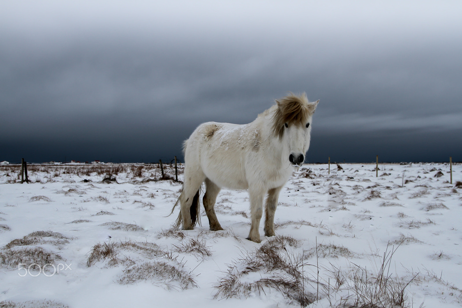 Canon EOS 7D + Sigma 20mm EX f/1.8 sample photo. Icelandic horse photography
