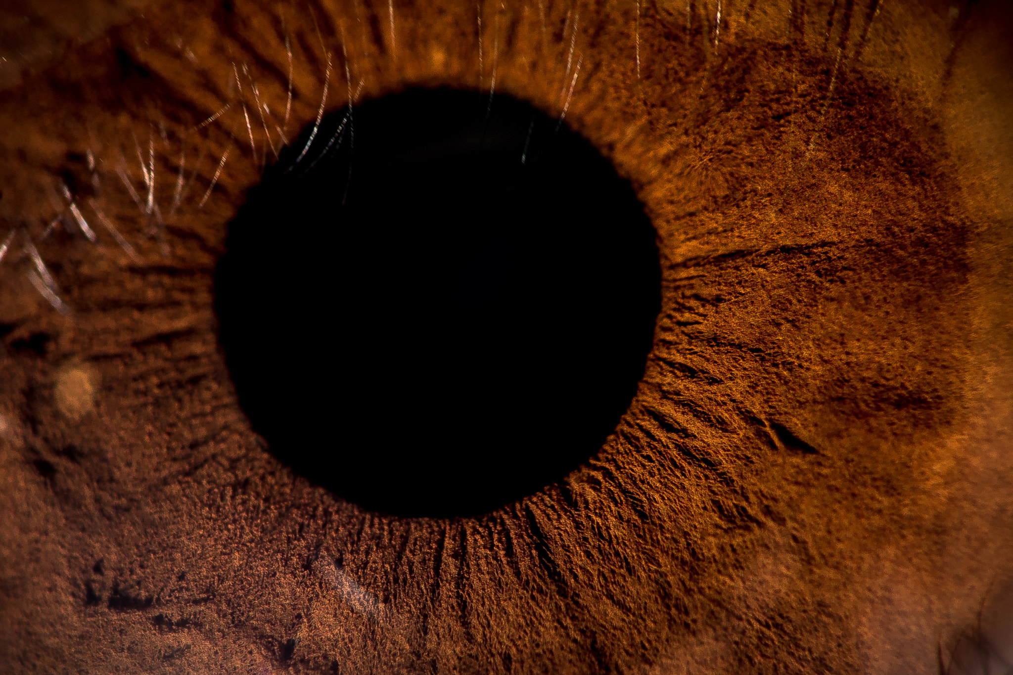 Nikon D610 + AF DC-Nikkor 135mm f/2D sample photo. Antonello's eye photography