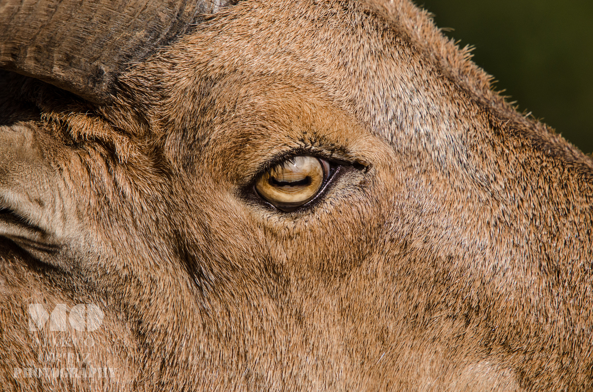 Nikon D5100 + Sigma 50-500mm F4-6.3 EX APO RF HSM sample photo. Eye of mexican bighorn sheep photography