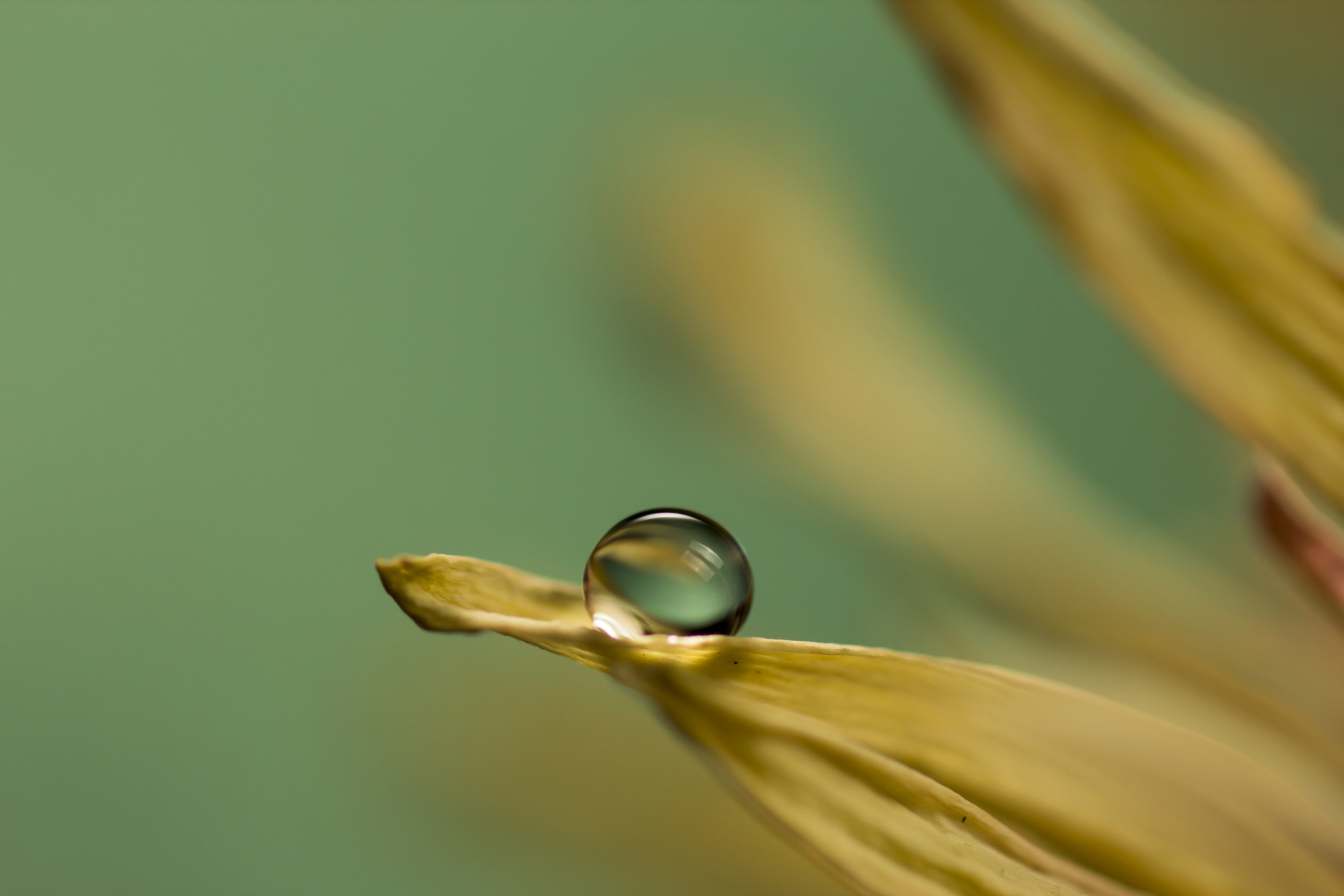 Sigma 70mm F2.8 EX DG Macro sample photo. Drop photography