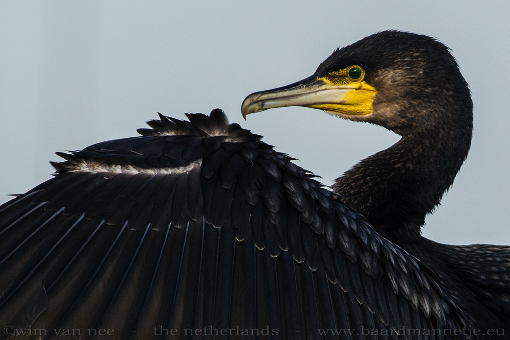 Nikon D7100 + Sigma 500mm F4.5 EX DG HSM sample photo. Cormorant photography