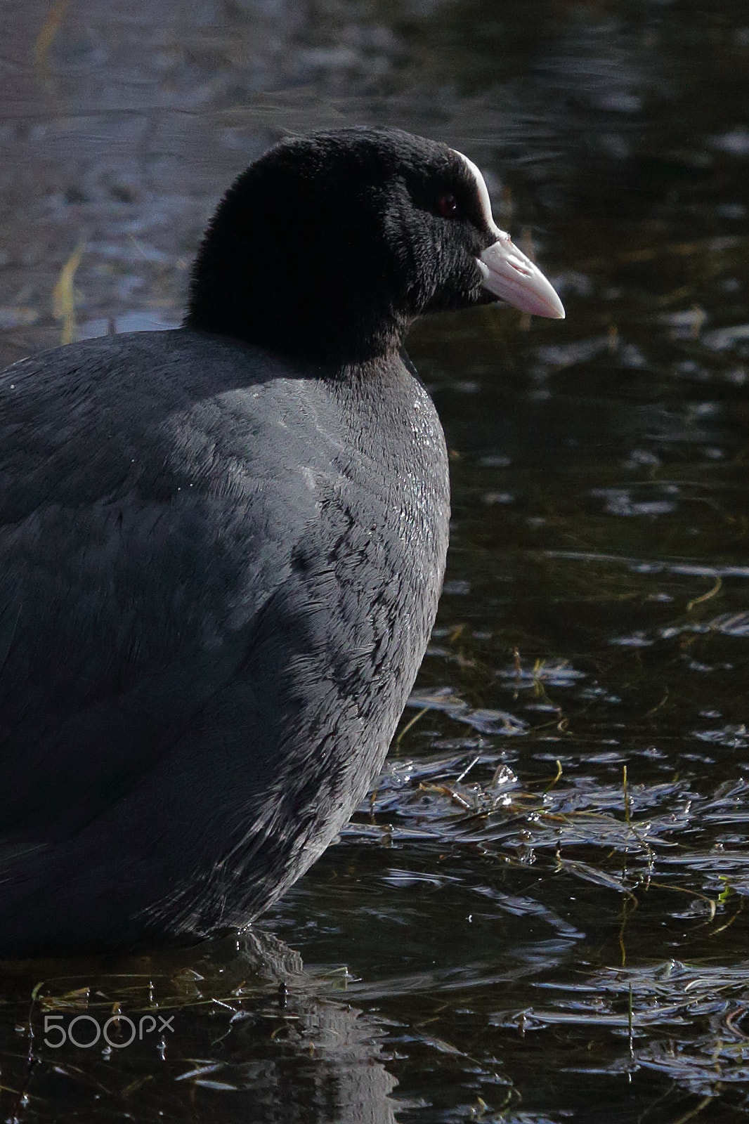 Canon EF 100-400mm F4.5-5.6L IS USM sample photo. Coot photography