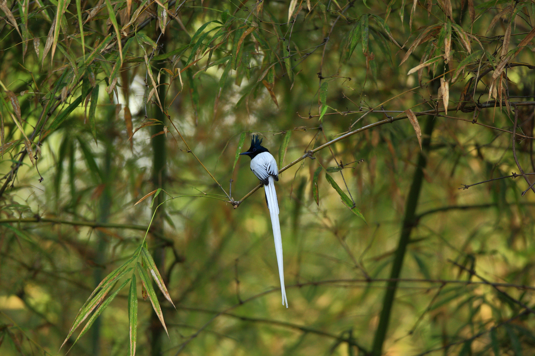 Canon EF 600mm f/4L IS sample photo