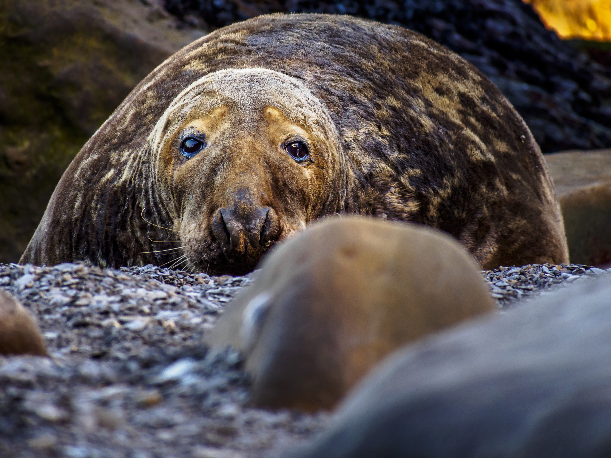 Olympus OM-D E-M5 sample photo. Elephant seal photography