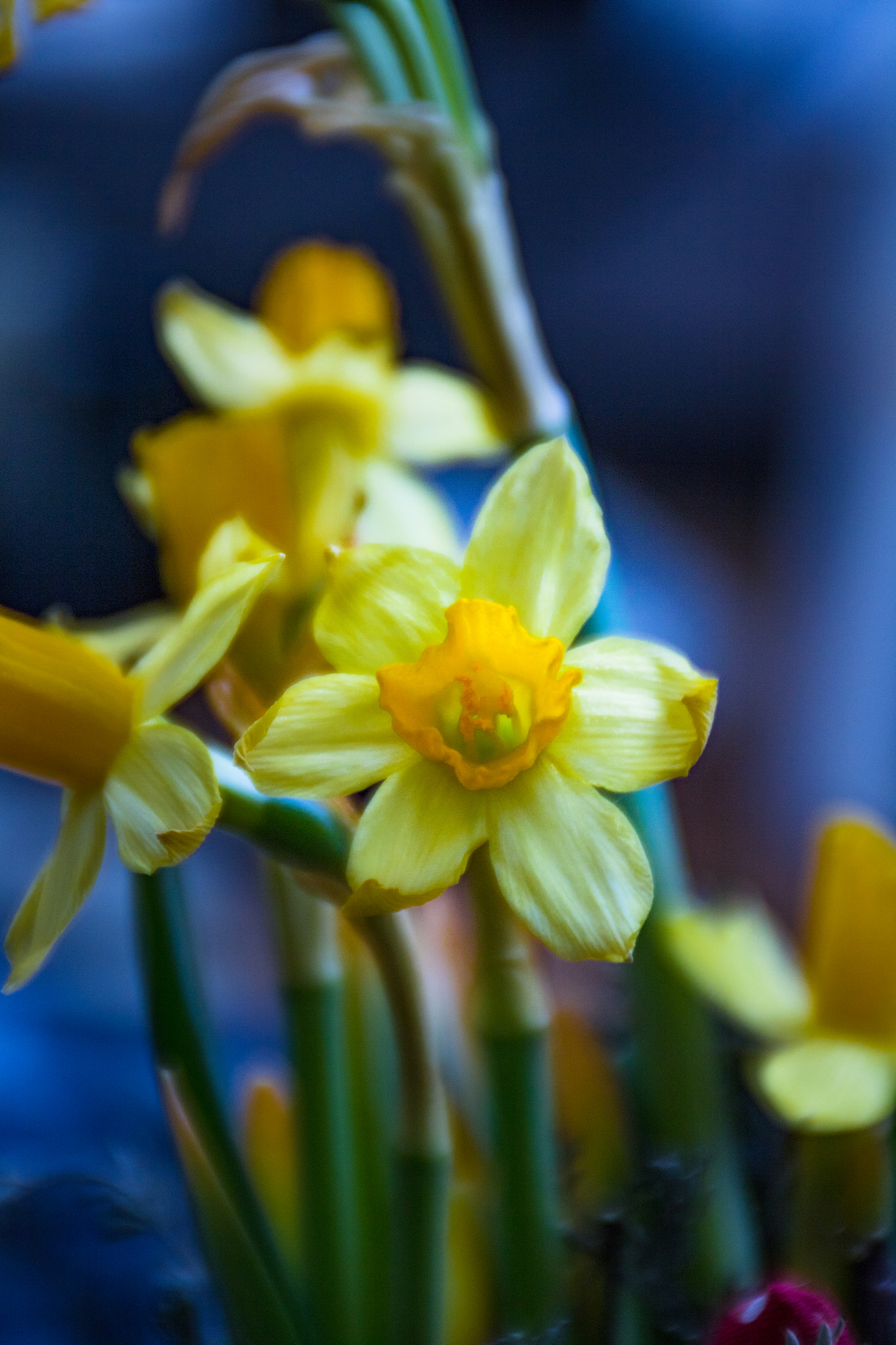 Canon EOS 760D (EOS Rebel T6s / EOS 8000D) sample photo. Osterglocke photography