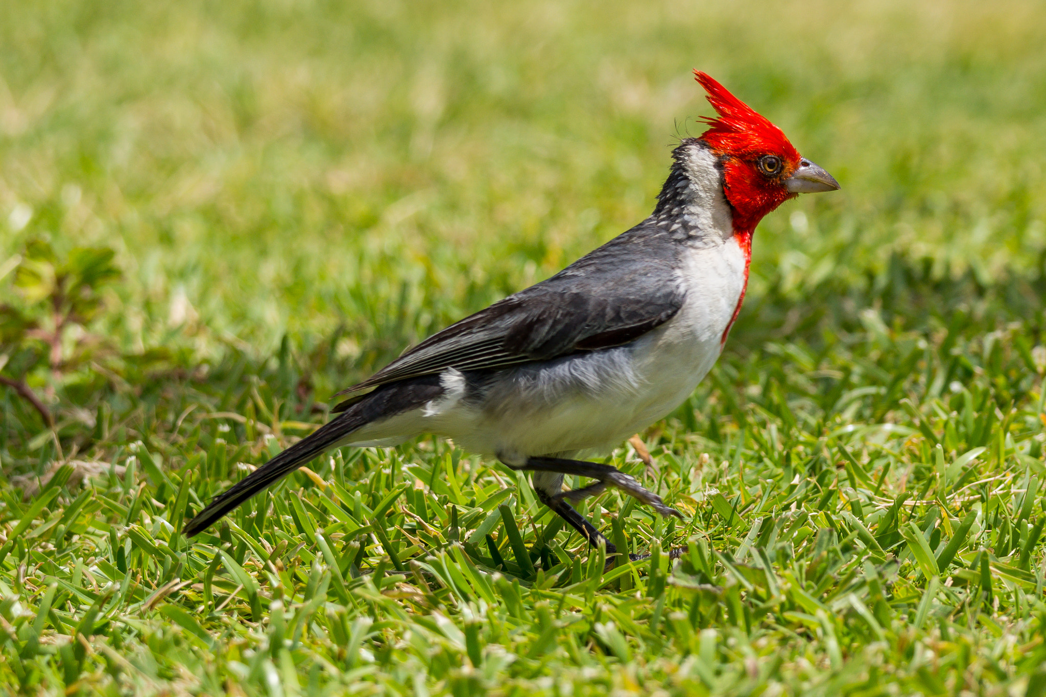 Sony 70-300mm F4.5-5.6 G SSM sample photo. Red crested cardinal in maui photography